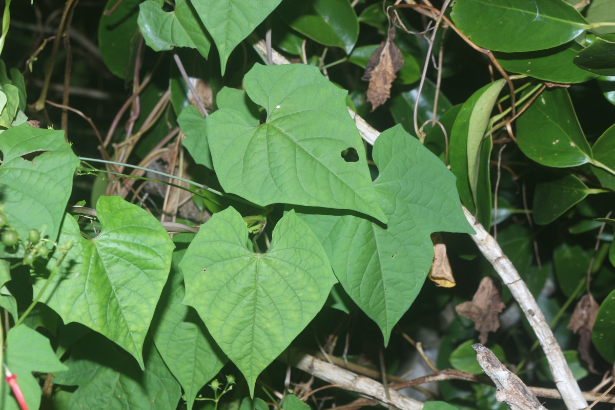Ipomoea hederifolia L.